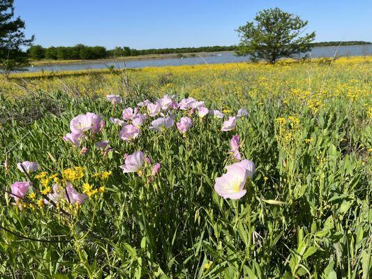 Flowers & lake