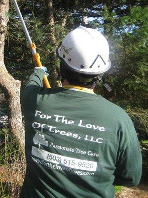 Arborist Ornamental Pruning