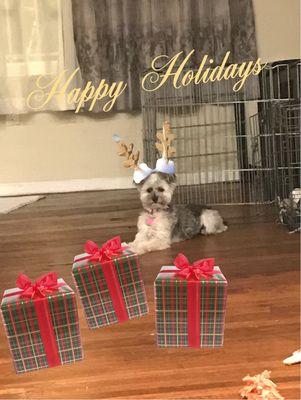 Happy Holidays From Major Poochy!