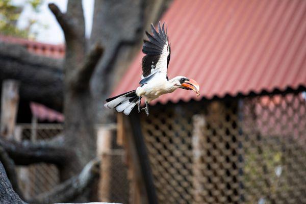 Zazu the Van der Deckens Hornbill