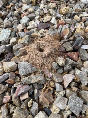 Ant mound in Gilbert