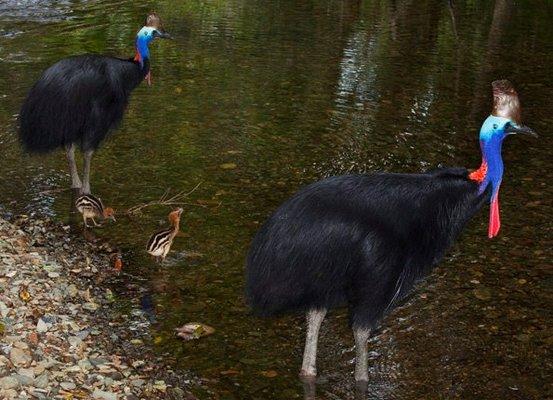 Cassowaries in the Daintree in Australia