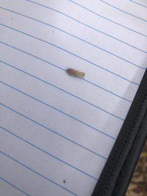 A drywood termite, fell on my paper work while I was doing a termite inspected..