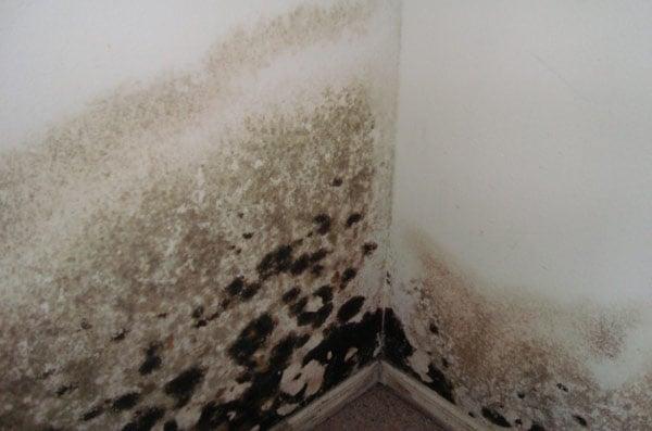 Evidence of mold? We'll find it in our home inspection.