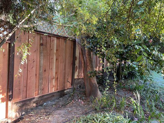 Fence around trees