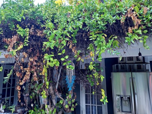 Vine worth saving thanks to DJ Kingdom Builders