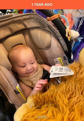 She loves her new highland cow.