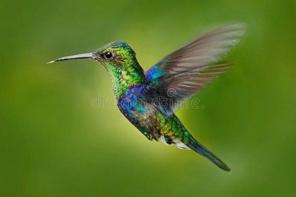 Hummingbird