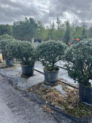 East Palatka Holly (bush), 15 gallon