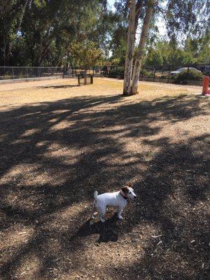 Dog park day!