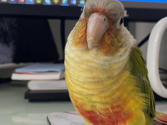 Biscuit the Green Check Conure