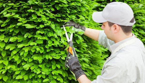 Green Forest Tree Services