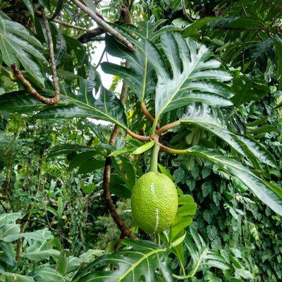 I think this is a breadfruit tree