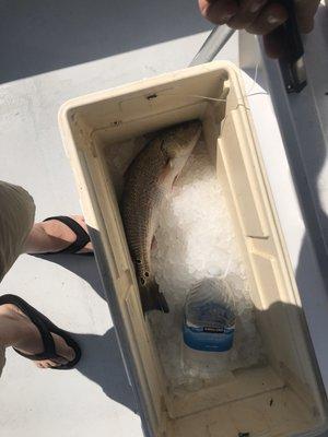 Nice Red Drum!