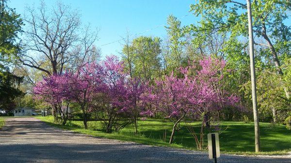 Spring color at JUMP-IN