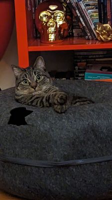 Short haired grey tabby cat sitting in a grey cat bed.