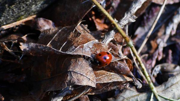 Ladybug who made an appearance while I was tying my shoe