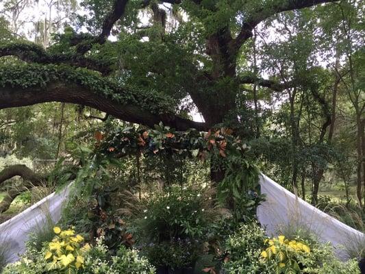 Focal point for ceremony under a beautiful live oak.