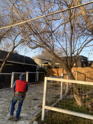 Tree Removal (Before) *Mesquite