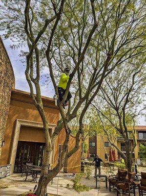 Tree maintenance at on of our commercial properties.