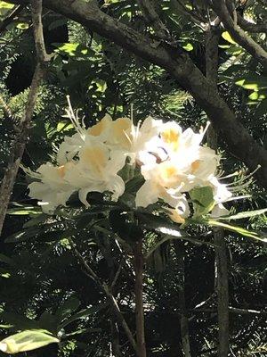 Blooming azalea in late June.