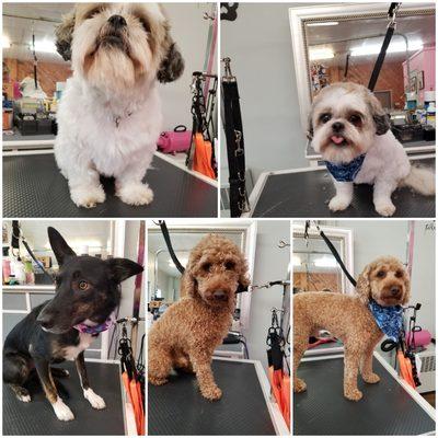 Amazing Grace Grooming Salon #groomedwithlove #amazinggracegroomingsalon Call now to book your Pooch a Pampering at (610) 262-8000