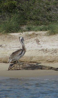 Brown pelican