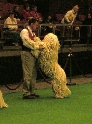 Angel Paws Client "Yoshi" a Komondor being shown at Westminster 2011