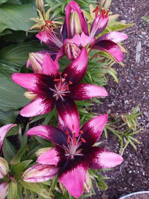 Grown from bulbs purchased from holdridge's my own little makeshift Garden