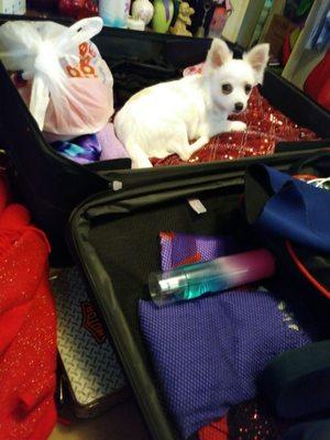 Don't pack animals in your luggage. Two free checked bags, 50lb limit.