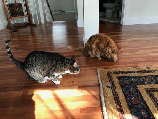 Loving our treats! | Cat sitter Brookline, MA