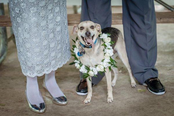 Dog floral collar