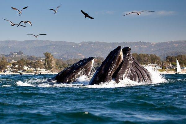 Whales-Monterey Bay