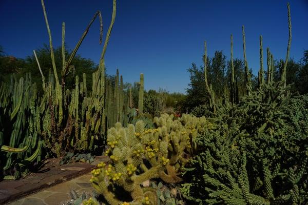 Our beautiful desert landscape