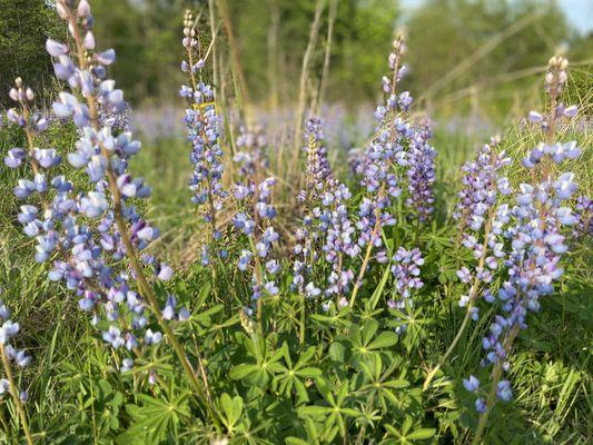 Chipman Preserve