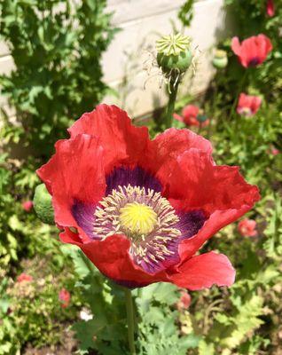 Some oriental poppies in their front garden. So pretty.