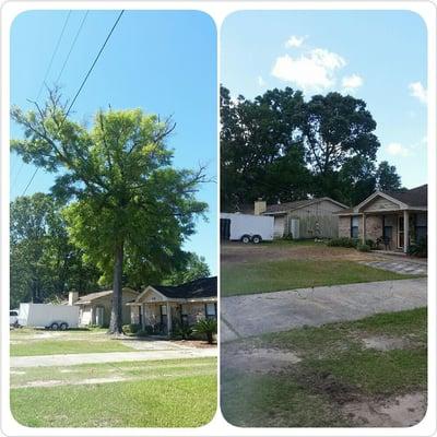 Before and after oak tree removal