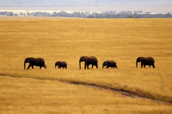 Elephants in Africa