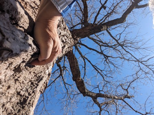 Huge old cotton wood tree