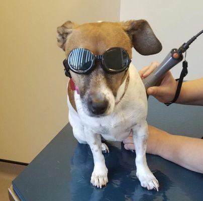 Laser Treatment at Bassler Veterinary Hospital