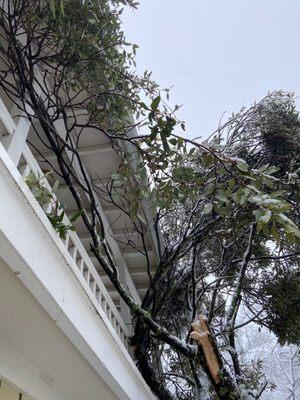 Tree on top of our home.