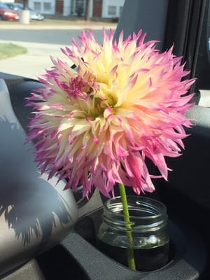 One of the dahlias I purchased, transported home in a cup holder.