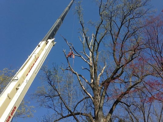 Highland Tree Service LLC