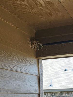 Fully formed bird nest with eggs on patio