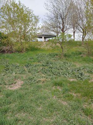 Prickly weeds