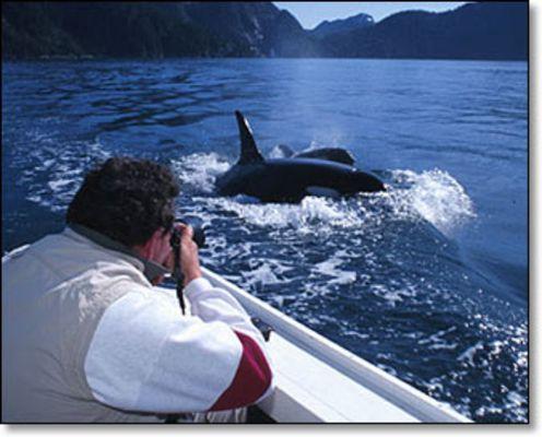 Small pod of orcas