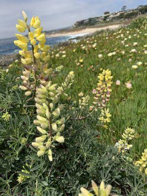 Lupines at Carmel Meadows trail 4/17/2021