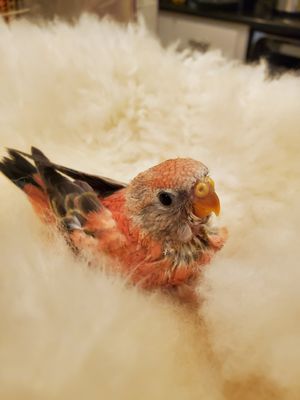 Rosy Bourkes Parrot, the sweeties of the parrot world. Pretty in Pink!