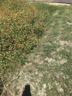 More Indian paintbrushes