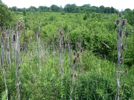 Vast areas of native wild plants could use a nature trail or two. No trails exist here.